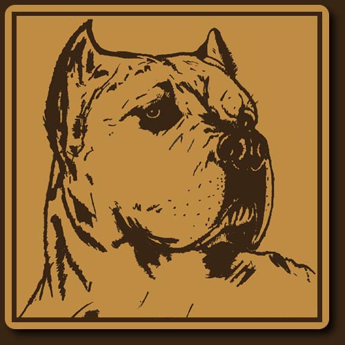 cane corso guittonnie