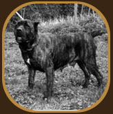 Arlet Cane Corso