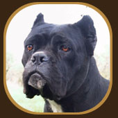 india cane corso
