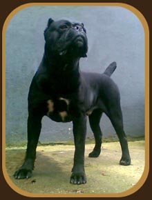 Asko de la Guittonnie